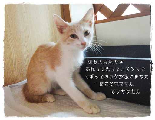 f:id:nyan-chuke:20190906145139j:plain f:id:nyan-chuke:20190906145139j:plain