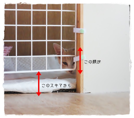 f:id:nyan-chuke:20190906154517j:plain f:id:nyan-chuke:20190906154517j:plain