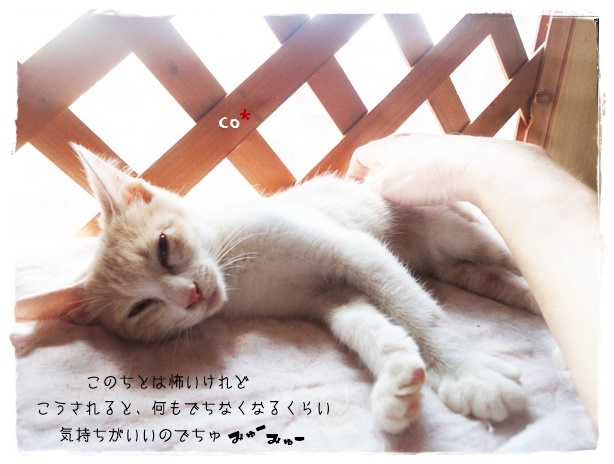 f:id:nyan-chuke:20190907151534j:plain f:id:nyan-chuke:20190907151534j:plain