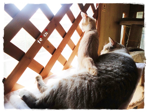 f:id:nyan-chuke:20190907152053j:plain f:id:nyan-chuke:20190907152053j:plain