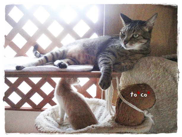 f:id:nyan-chuke:20190907155207j:plain f:id:nyan-chuke:20190907155207j:plain