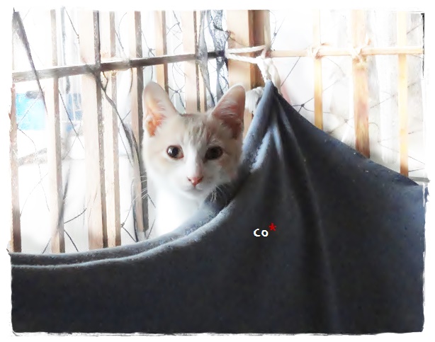 f:id:nyan-chuke:20190907160023j:plain f:id:nyan-chuke:20190907160023j:plain