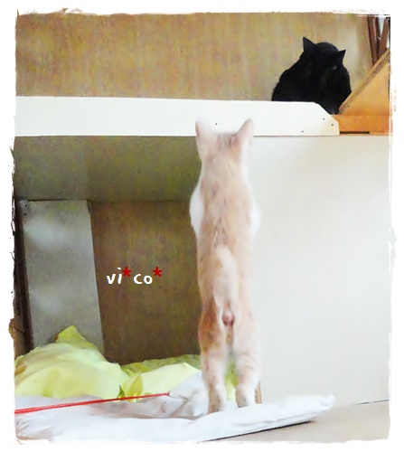 f:id:nyan-chuke:20190907160422j:plain f:id:nyan-chuke:20190907160422j:plain