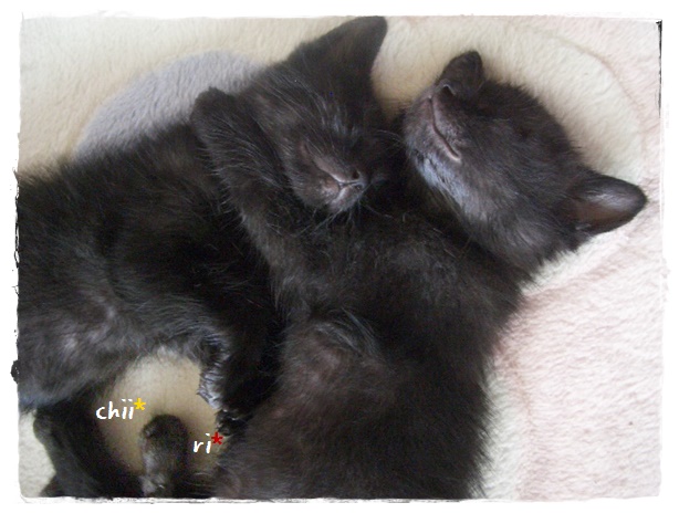 f:id:nyan-chuke:20190907215549j:plain f:id:nyan-chuke:20190907215549j:plain