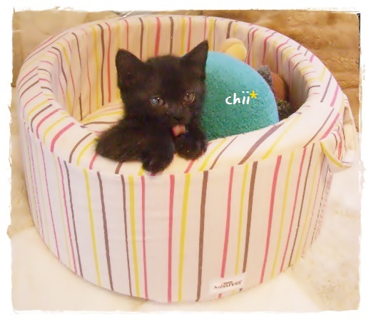 f:id:nyan-chuke:20190909154117j:plain f:id:nyan-chuke:20190909154117j:plain