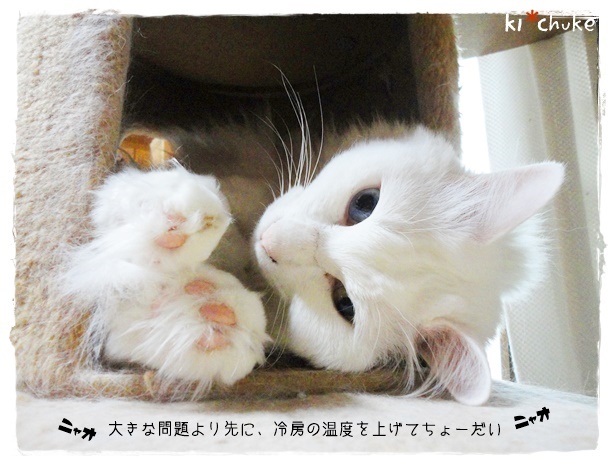 f:id:nyan-chuke:20190910155831j:plain f:id:nyan-chuke:20190910155831j:plain