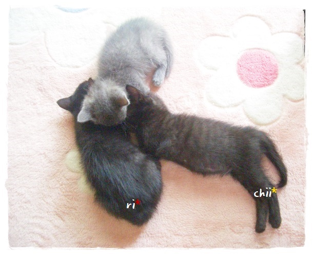 f:id:nyan-chuke:20190910184155j:plain f:id:nyan-chuke:20190910184155j:plain