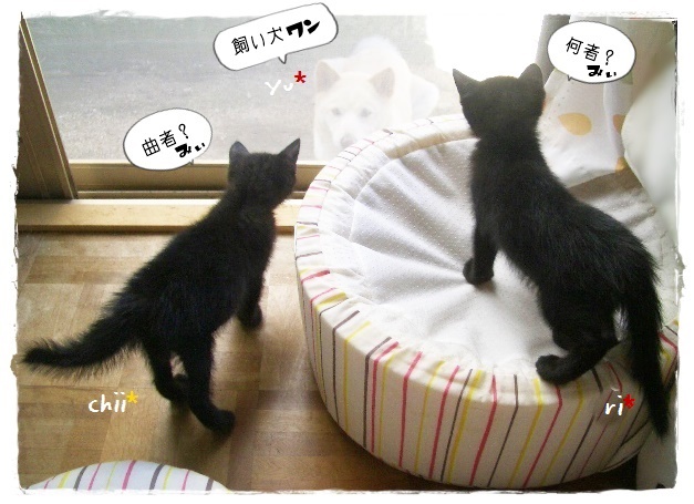 f:id:nyan-chuke:20190910184231j:plain f:id:nyan-chuke:20190910184231j:plain