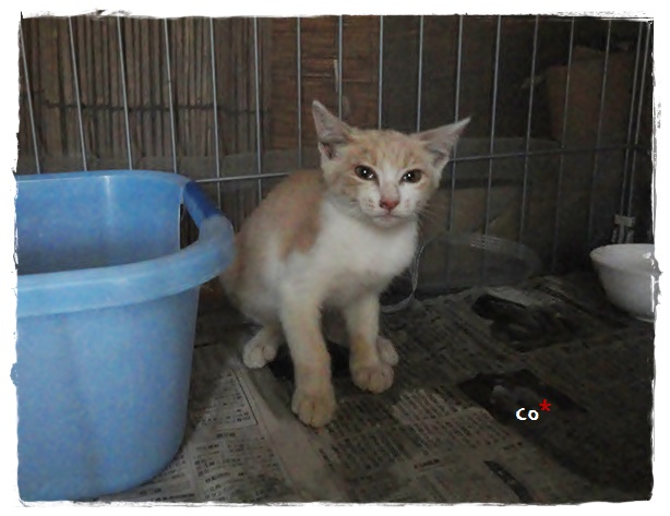 f:id:nyan-chuke:20190920213138j:plain f:id:nyan-chuke:20190920213138j:plain