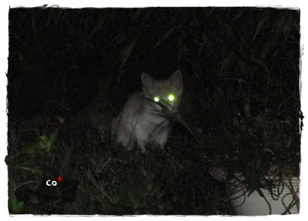 f:id:nyan-chuke:20190920220041j:plain f:id:nyan-chuke:20190920220041j:plain