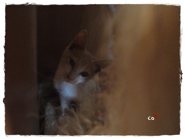 f:id:nyan-chuke:20190920221923j:plain f:id:nyan-chuke:20190920221923j:plain
