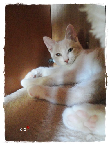 f:id:nyan-chuke:20190920222434j:plain f:id:nyan-chuke:20190920222434j:plain
