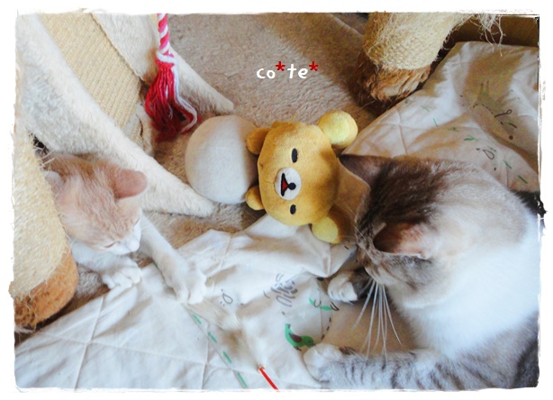 f:id:nyan-chuke:20190920223204j:plain f:id:nyan-chuke:20190920223204j:plain