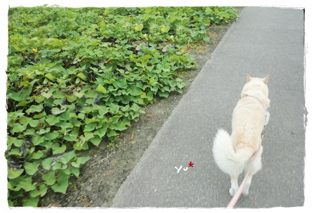 f:id:nyan-chuke:20190922145603j:plain f:id:nyan-chuke:20190922145603j:plain