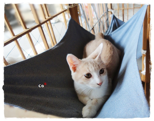 f:id:nyan-chuke:20190924185325j:plain f:id:nyan-chuke:20190924185325j:plain