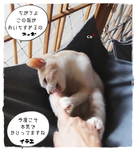 f:id:nyan-chuke:20190924200003j:plain f:id:nyan-chuke:20190924200003j:plain