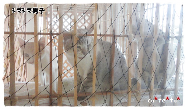f:id:nyan-chuke:20190924202028j:plain f:id:nyan-chuke:20190924202028j:plain