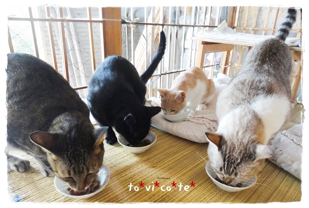 f:id:nyan-chuke:20190924204039j:plain f:id:nyan-chuke:20190924204039j:plain
