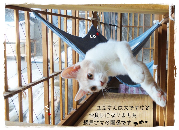 f:id:nyan-chuke:20190924222103j:plain f:id:nyan-chuke:20190924222103j:plain