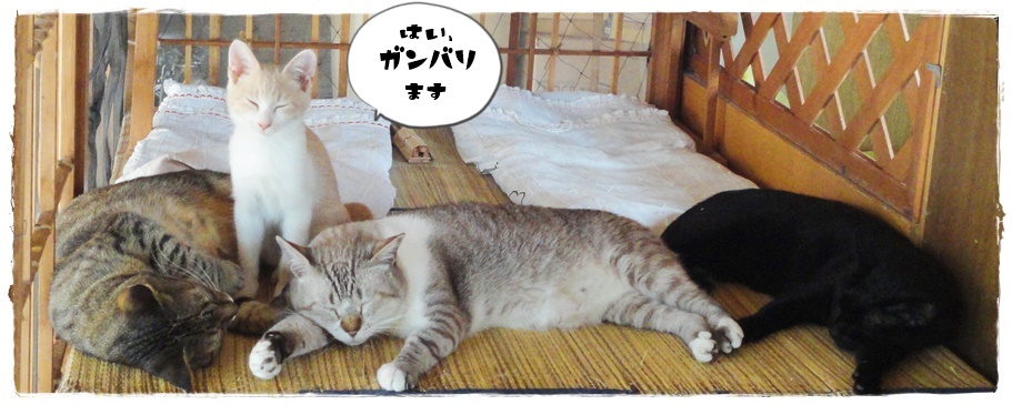 f:id:nyan-chuke:20190925000305j:plain f:id:nyan-chuke:20190925000305j:plain