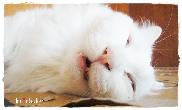 f:id:nyan-chuke:20191002151409j:plain f:id:nyan-chuke:20191002151409j:plain