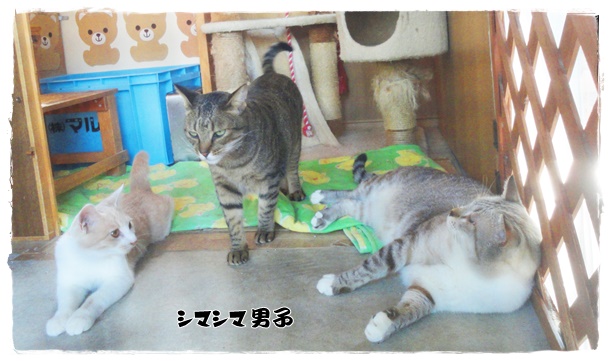 f:id:nyan-chuke:20191002215638j:plain f:id:nyan-chuke:20191002215638j:plain