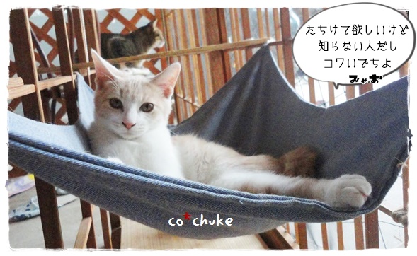 f:id:nyan-chuke:20191006141237j:plain f:id:nyan-chuke:20191006141237j:plain