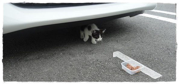 f:id:nyan-chuke:20191006142601j:plain f:id:nyan-chuke:20191006142601j:plain