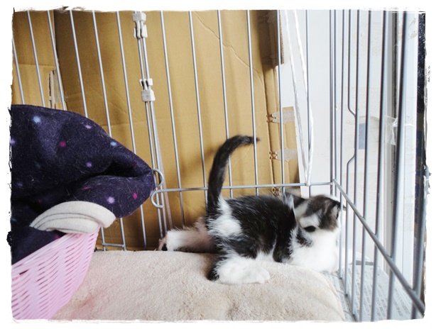 f:id:nyan-chuke:20191006152632j:plain f:id:nyan-chuke:20191006152632j:plain