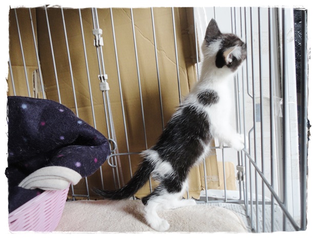 f:id:nyan-chuke:20191006152645j:plain f:id:nyan-chuke:20191006152645j:plain
