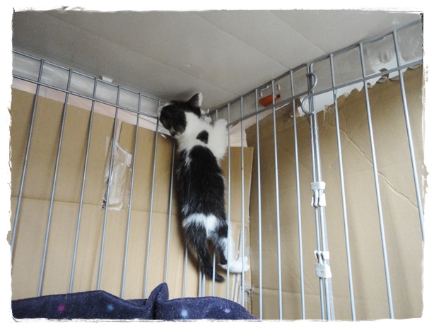 f:id:nyan-chuke:20191006152656j:plain f:id:nyan-chuke:20191006152656j:plain