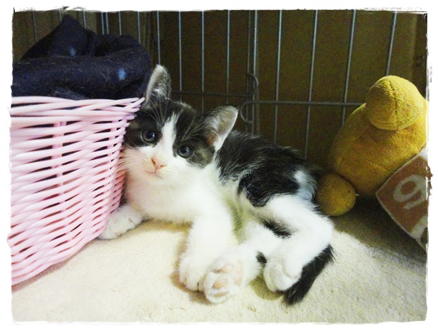 f:id:nyan-chuke:20191006154425j:plain f:id:nyan-chuke:20191006154425j:plain