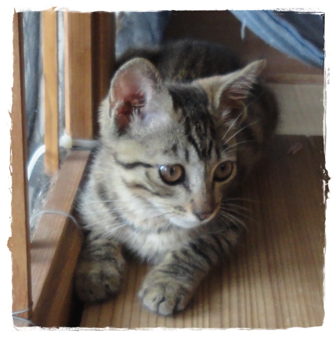 f:id:nyan-chuke:20191008153715j:plain f:id:nyan-chuke:20191008153715j:plain