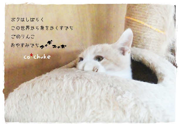 f:id:nyan-chuke:20191012133216j:plain f:id:nyan-chuke:20191012133216j:plain