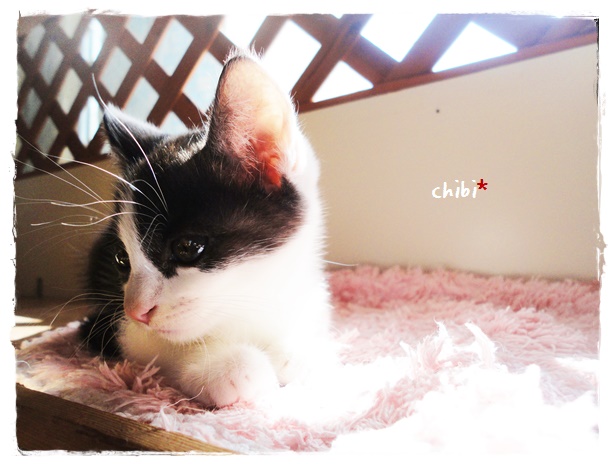 f:id:nyan-chuke:20191012133358j:plain f:id:nyan-chuke:20191012133358j:plain