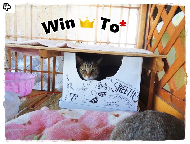 f:id:nyan-chuke:20191013192307j:plain f:id:nyan-chuke:20191013192307j:plain