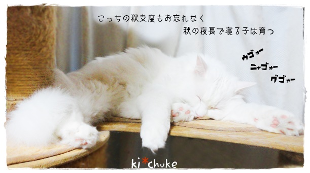 f:id:nyan-chuke:20191014211023j:plain f:id:nyan-chuke:20191014211023j:plain