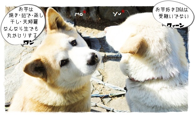 f:id:nyan-chuke:20191015135019j:plain f:id:nyan-chuke:20191015135019j:plain