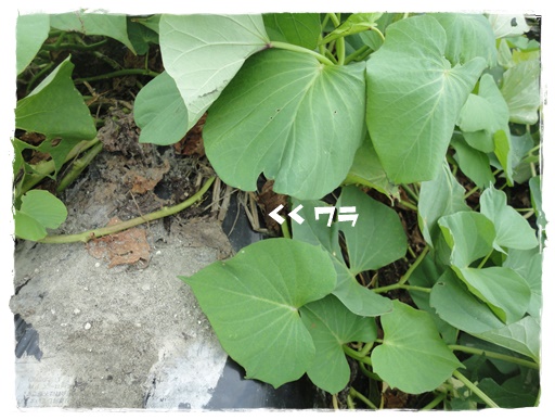 f:id:nyan-chuke:20191015160011j:plain f:id:nyan-chuke:20191015160011j:plain