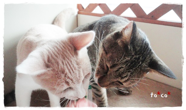 f:id:nyan-chuke:20191021192014j:plain f:id:nyan-chuke:20191021192014j:plain