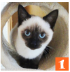 f:id:nyan-chuke:20191029143923p:plain f:id:nyan-chuke:20191029143923p:plain