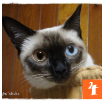 f:id:nyan-chuke:20191029144026p:plain f:id:nyan-chuke:20191029144026p:plain