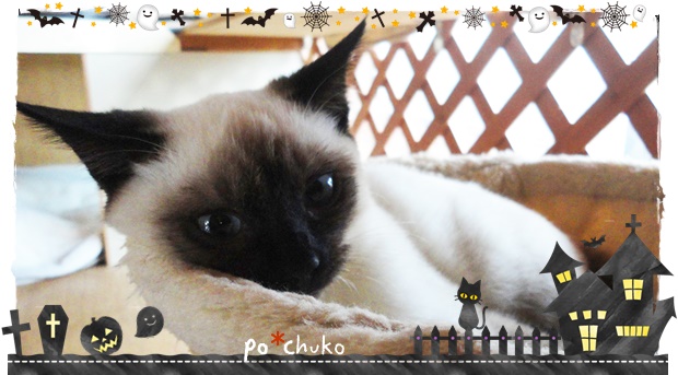 f:id:nyan-chuke:20191029204908j:plain f:id:nyan-chuke:20191029204908j:plain