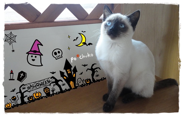 f:id:nyan-chuke:20191029213912j:plain f:id:nyan-chuke:20191029213912j:plain