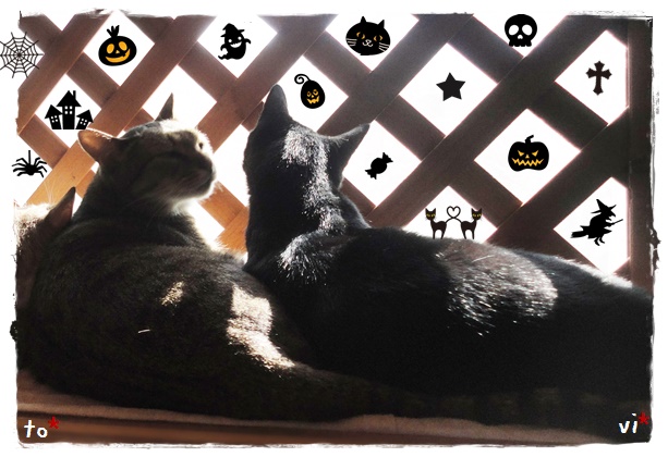 f:id:nyan-chuke:20191029224249j:plain f:id:nyan-chuke:20191029224249j:plain
