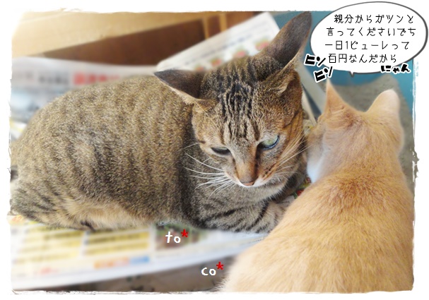 f:id:nyan-chuke:20191109192500j:plain f:id:nyan-chuke:20191109192500j:plain