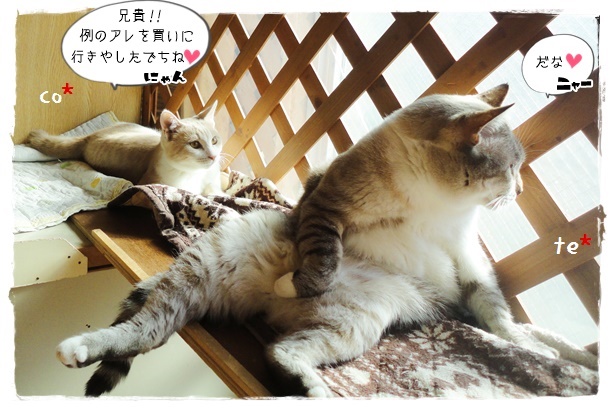 f:id:nyan-chuke:20191109193700j:plain f:id:nyan-chuke:20191109193700j:plain