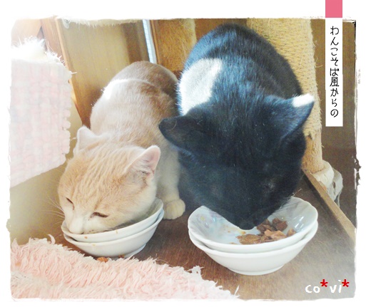 f:id:nyan-chuke:20191110133817j:plain f:id:nyan-chuke:20191110133817j:plain