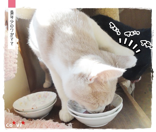 f:id:nyan-chuke:20191110140715j:plain f:id:nyan-chuke:20191110140715j:plain