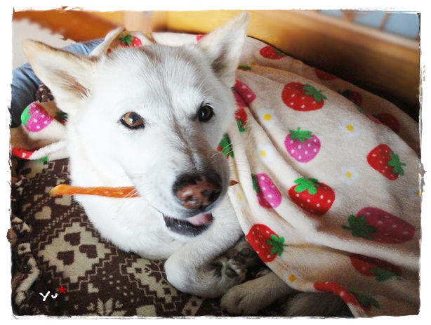 f:id:nyan-chuke:20191110151350j:plain f:id:nyan-chuke:20191110151350j:plain
